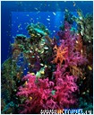  . -   Fiji Aggressor II, 