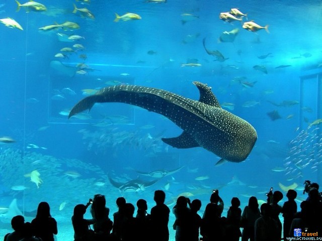      -  ,   . , , Okinawa Churaumi Aquarium