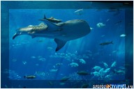   . , , Okinawa Churaumi Aquarium