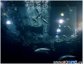  . , , Okinawa Churaumi Aquarium
